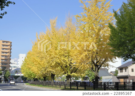 銀杏排成一排堀川通 銀杏排成一排堀川通 22895167