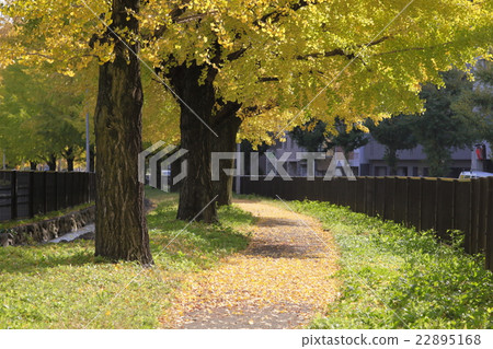 Gingko lined row of Horikawa-dori Gingko lined row of Horikawa-dori 22895168