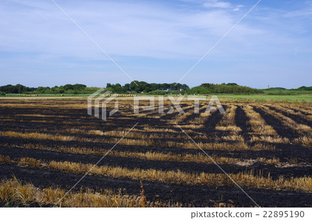 Harvest of wheat fields is over and after burning the field 22895190