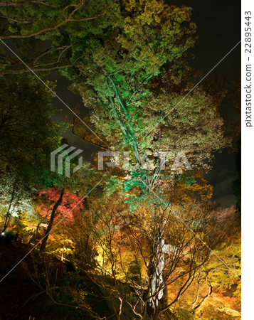 Kyoto Kitano Tenmangu Shrine's autumn leaves light up 02 22895443