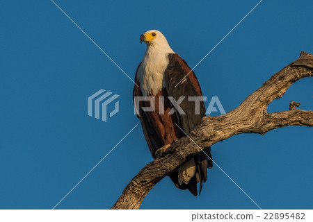 African fish eagle in golden light on branch 22895482