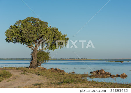 African fish eagle in tree beside river African fish eagle in tree beside river 22895483