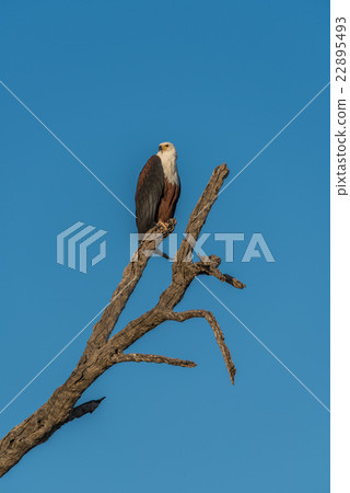 African fish eagle sitting on dead tree stump 22895493
