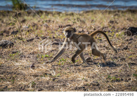 Baby chacma baboon running along river bank Baby chacma baboon running along river bank 22895498