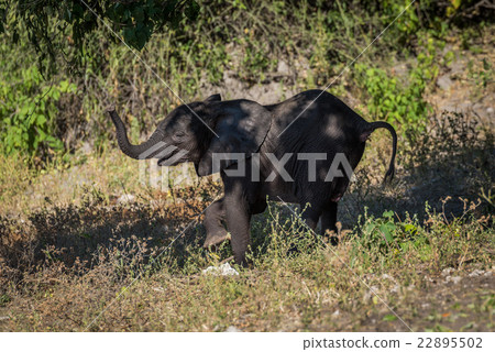 Baby elephant appearing to dance down slope 22895502