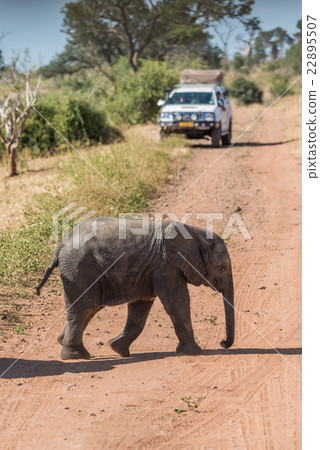 Baby elephant crossing dirt track before jeep 22895507