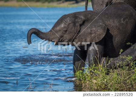 Baby elephant lifting its trunk on riverbank Baby elephant lifting its trunk on riverbank 22895520