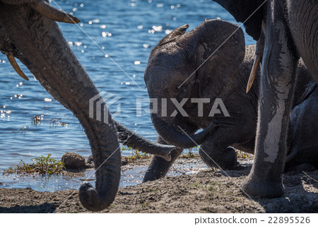 Baby elephant playing in mud beside river 22895526
