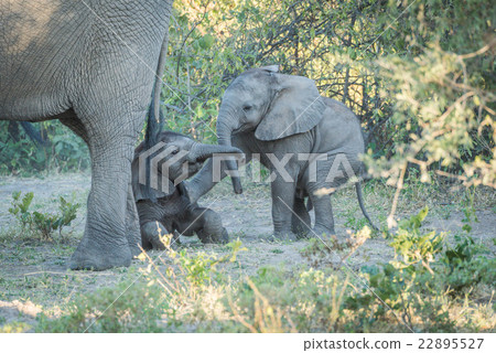 Baby elephant pushing over another behind mother Baby elephant pushing over another behind mother 22895527