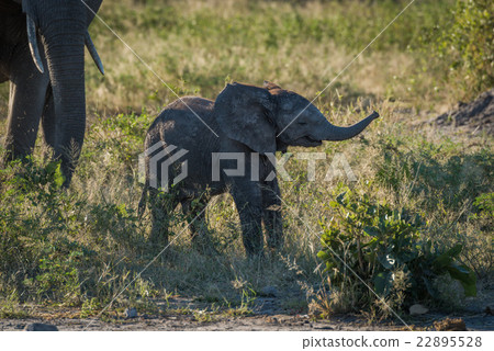 Baby elephant raising its trunk beside mother 22895528