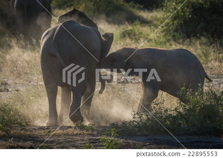 Baby elephants play fighting in dust cloud 22895553