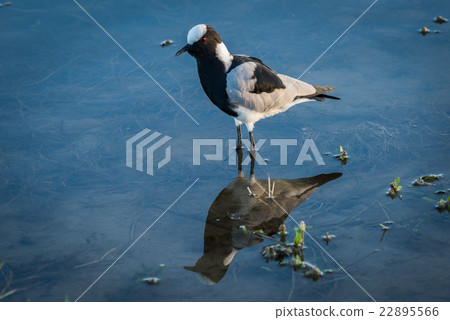 Blacksmith plover reflected in shallows with plant 22895566