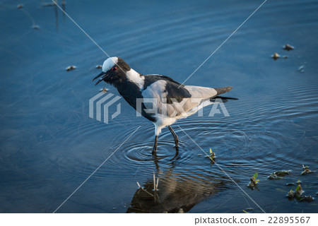 Blacksmith plover wading through shallows of river 22895567