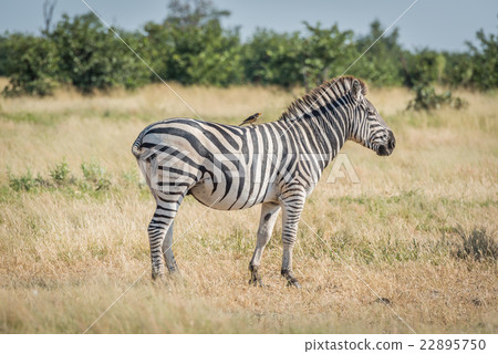 Burchell's zebra with yellow-billed oxpeckers Burchell's zebra with yellow-billed oxpeckers 22895750
