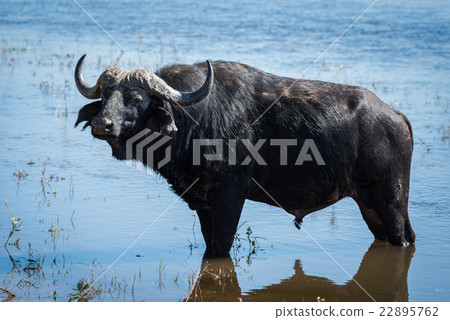 Cape buffalo standing in shallows facing camera Cape buffalo standing in shallows facing camera 22895762