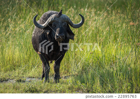 Cape buffalo standing with oxpecker on horns 22895763