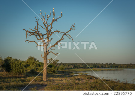 Cattle egrets in dead tree beside river 22895770
