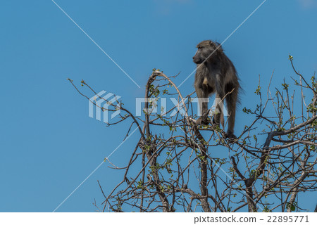 Chacma baboon in tree against blue sky 22895771