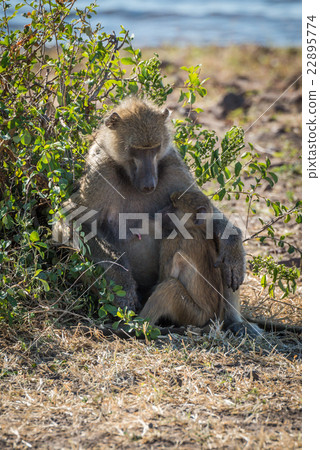 Chacma baboon mother nursing baby by bush 22895774