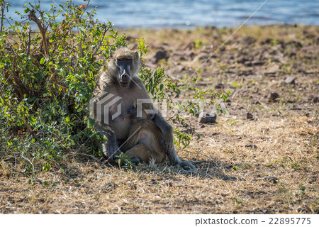 Chacma baboon mother nursing baby on riverbank 22895775