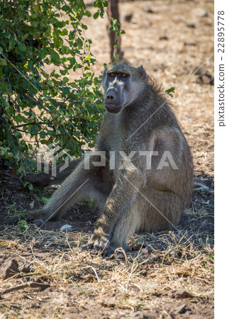 Chacma baboon sitting by bush on ground 22895778
