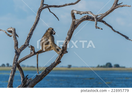 Chacma baboon sitting by river in tree 22895779