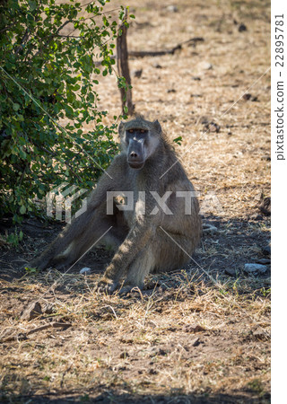 Chacma baboon sitting on ground by bush 22895781