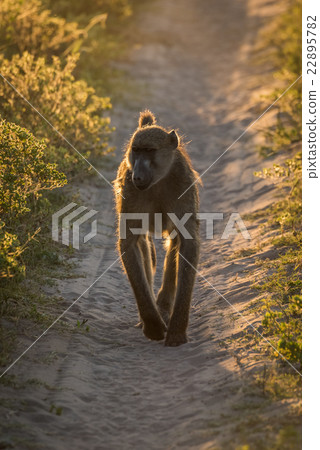 Chacma baboon walking down track at dusk Chacma baboon walking down track at dusk 22895782