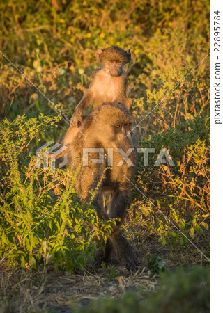 Chacma baboon with baby on her back 22895784