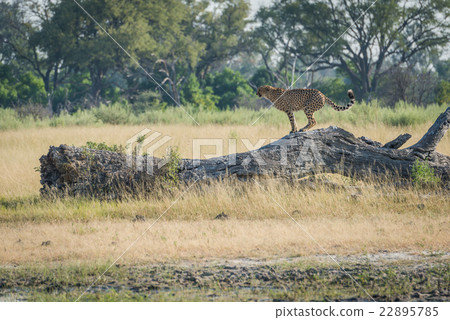 Cheetah standing on dead log in profile 22895785