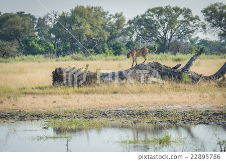 Cheetah walking along dead log beside pool 22895786