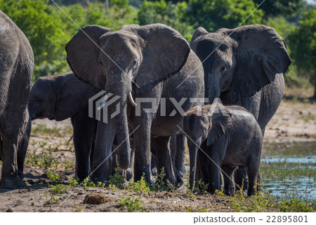 Close-up of elephant family walking towards camera 22895801
