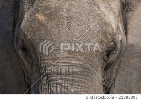 Close-up of elephant head covered in earth 22895803