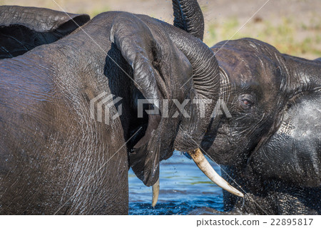 Close-up of elephants play fighting in river 22895817