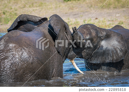 Close-up of elephants play fighting in spray 22895818