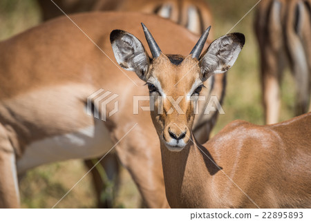 Close-up of young male impala facing camera Close-up of young male impala facing camera 22895893