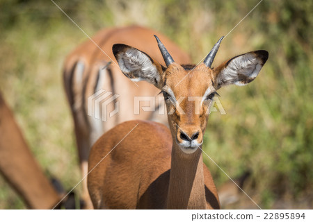 Close-up of young male impala head on 22895894