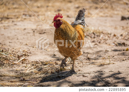 Cockerel with golden feathers on sandy ground 22895895