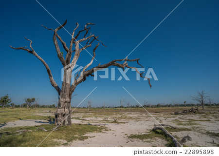Dead tree on sandy plain with others 22895898