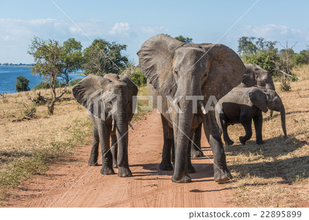 Dirt track blocked by family of elephants 22895899