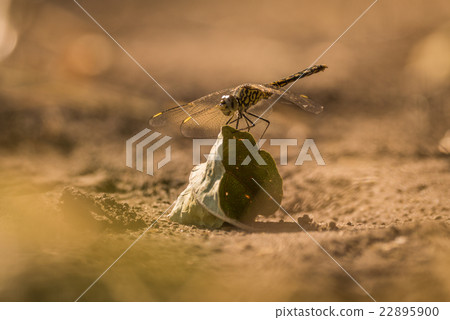 Dragonfly perched on dry leaf on ground Dragonfly perched on dry leaf on ground 22895900