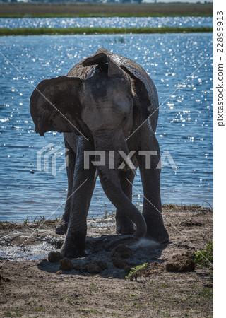 Elephant digging earth with trunk beside river 22895913