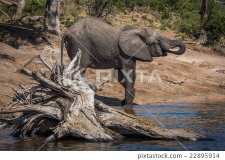 Elephant drinking from river behind dead tree 22895914