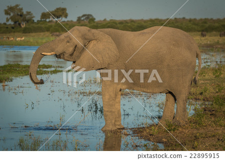 Elephant drinking from river in golden hour Elephant drinking from river in golden hour 22895915