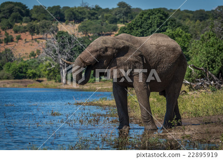Elephant drinking from river on wooded shore 22895919