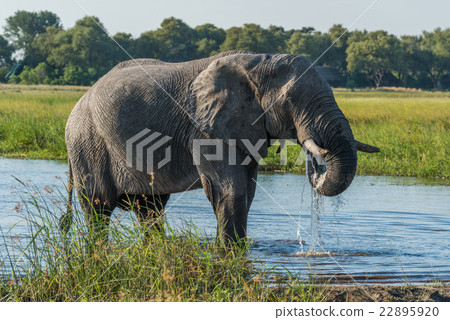 Elephant drinking from river with dripping trunk 22895920
