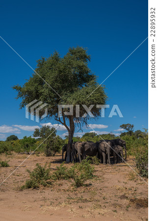 Elephant herd standing in shade of tree Elephant herd standing in shade of tree 22895932