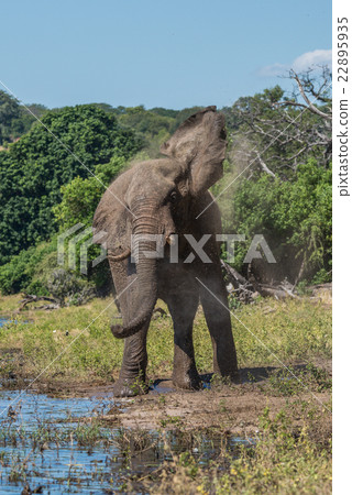 Elephant in cloud of dust beside river 22895935