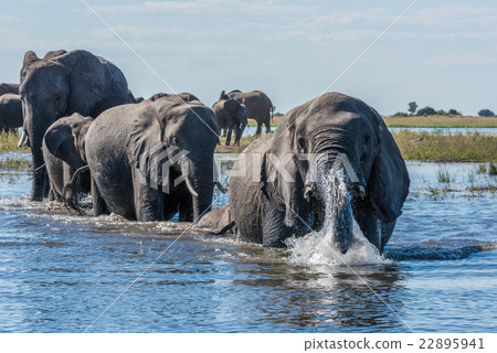 Elephant in spray leads herd across river 22895941