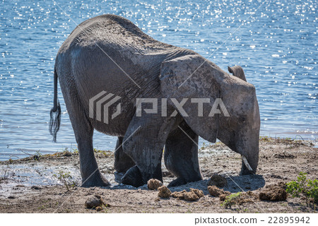 Elephant kneeling in mud hole beside water Elephant kneeling in mud hole beside water 22895942